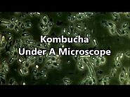 Kombucha Under A Microscope - Probiotics and gut health