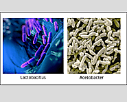 About the bacteria
