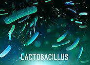 Lactobacillus | Probiotic, Gut Health & Fermentation | Britannica