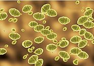 What are Lactococcus lactis?