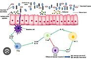 Lactococcus lactis, a bacterium with probiotic functions and pathogenicity - PubMed