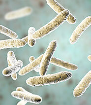 Lactobacillus plantarum strain