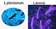 The micro organism involved in the fermentation of Pickled cucumber.