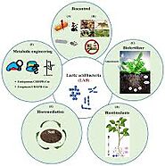 What makes Lactobacillus plantarum and Lactobacillus brevis special.