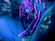 Lactic acid (Lactobacilli)