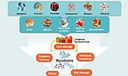 Rising challenges and public health concerns pertaining toxins in fermented foods