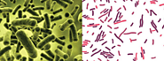 Important characteristics of Lactobacillus plantarum