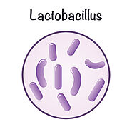 What makes Lactobacillus special?