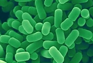 Lactobacillus plantarum