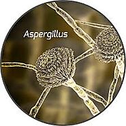 Potential pathogenicity of Aspergillus species and mycotoxins produced by Aspergillus species