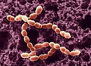 Adopted fermenting bacterium: Streptococcus Thermophilus