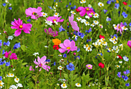 The Best Places to See Wildflowers in Towns County, GA | Visit Towns County