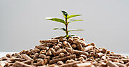 Fueling the Future: Exploring the Growth and Potential of the Wood Pellet Market