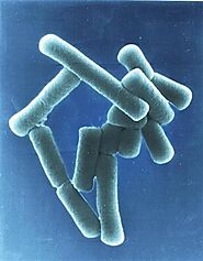 Image of Lactobacillus