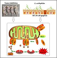 Microbiological risks/hazards associated with this organism/s