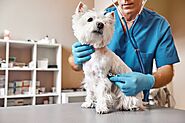 Why Choose a Pet-Friendly Disinfectant for Your Dogs?