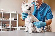 Are disinfectant dogs safe to interact with for humans?