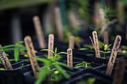 Organic Live Plants and Available Seedlings – Whitwam Organics
