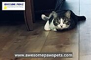 Awesome Pawz Pet Care: Your Trusted Pet Care Take