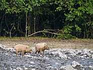 Bornean bearded pig