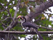 Sri Lankan Gray Hornbill
