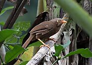 Orange-billed Babbler