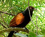 Green-billed Coucal