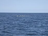 Bryde's whale