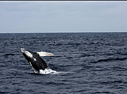 Humpback whale