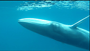 Omura's whale