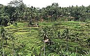 Tegallalang rice terrace