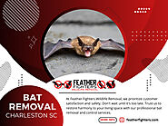 Bat Removal Charleston SC