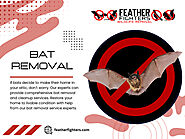 Bat Removal Near Me