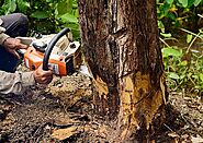 Tree Dismantle/Removal Services in Saint Louis, MO - Midwest Tree Surgeons LLC