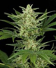 Make perfect selection to find autoflowering cannabis seeds