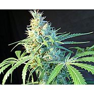 Rare Pink Ogre X White Citrus F1 at Monster-Seeds