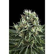 Ensure of the perfect feminized cannabis seeds in UK