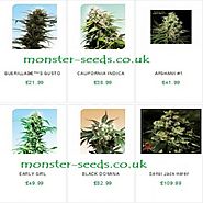 Regular sensi seeds are available at Monster Seeds UK