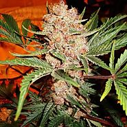 Make ultimate choice for the best cannabis seeds in UK