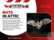 Bats in Attic