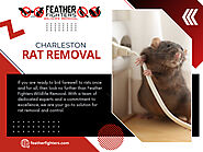 Charleston Rat Removal