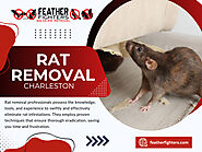 Rat Removal Charleston