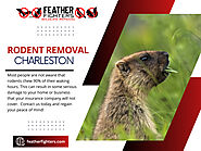 Rodent Removal Charleston