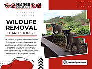 Wildlife Removal Charleston SC