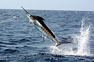 How To Catch Marlin Fish : 5 Tips for Fisher