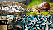 Unveiling the Ocean's Bounty: Exploring the Four Classifications of Seafood