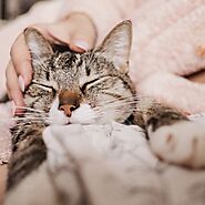 Boonuu - Your Pet's Perfect Companion! : 5 Cool Cat Facts That Will Wow You!
