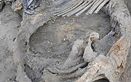 Mammoth Carcass Suggests Possibility Of Human Presence In Arctic