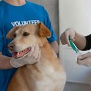 The Comprehensive Guide to Pet Dental Health - TheOmniBuzz