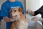 The Comprehensive Guide to Pet Dental Health